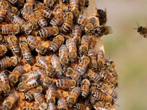 Chiêm bao thấy ong làm tổ thì nên đánh số đề con bao nhiêu?