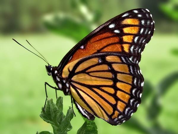 Mơ thấy bướm đánh con gì trúng lớn và đem lại nhiều may mắn