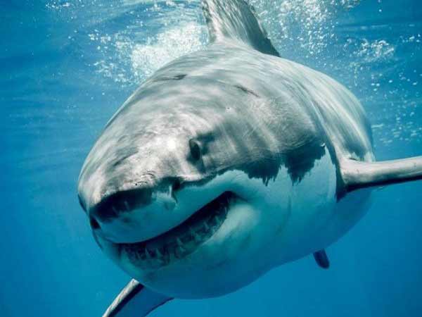 Mơ thấy cá mập là điêm báo lành hay dữ?