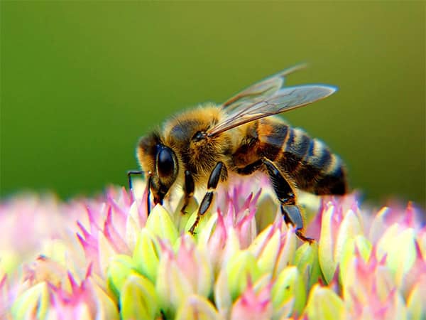 Nằm mơ thấy con ong số mấy, nên đánh con gì dễ trúng thưởng?